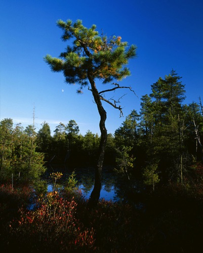 Forked River Mountain Nature Conservancy Preserve, Pine Barrens, Ocean County, NJ (MF).jpg